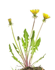 Wall Mural - Dandelion plant isolated on white background