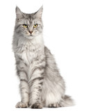 Fototapeta Koty - Maine Coon, 2 years old, sitting in front of white background