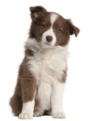 Wall Mural - Border Collie puppy, 8 weeks old, sitting in front of white back