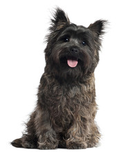 Cairn Terrier, 8 Months Old