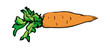 Vector sketch drawing of a carrot