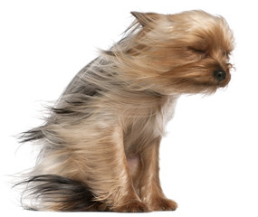 Wall Mural - Yorkshire Terrier with hair in the wind, 1 year old, sitting