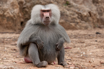 baboon