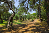 Fototapeta Natura - Pathway in park at Croatia