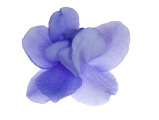 Sticker - single isolated blue violet flower