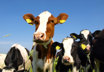 Canvas Print - Calves on the field