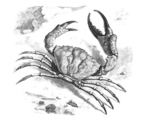 Wall Mural - Crab 101