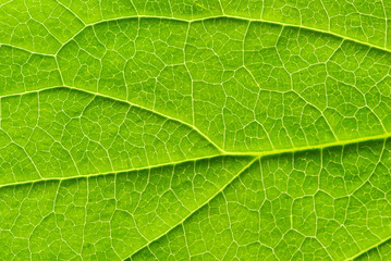 leaf texture