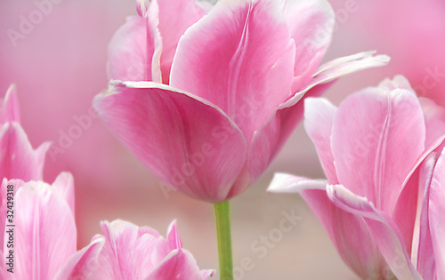 Naklejka - mata magnetyczna na lodówkę Pink tulips close up