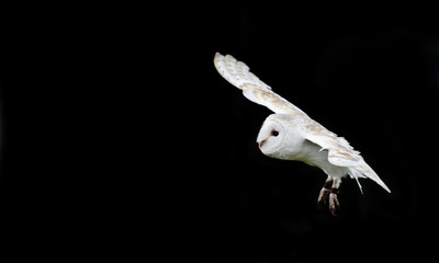 Fototapete - Barn owl bird of prey in falconry display