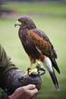 Harris hawk bird of prey during falconry display