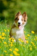 Border Collie Puppy In Flowers
