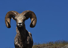 Bighorn Sheep With Blue Sky