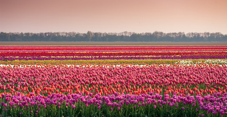 Wall Mural - field with tulips