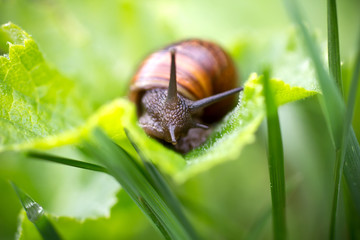 Wall Mural - Snail.