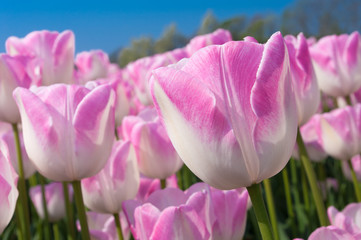 pink tulips