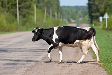 Crossing Road Look On The Left