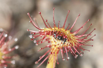 Sticker - Common sundew (Drosera rotundifolia) macro photo