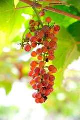 Wall Mural - fresh red grapes in vineyard