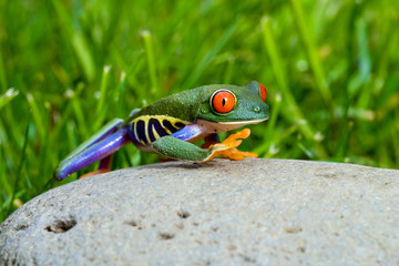 Red Eyed Tree Frog