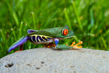 red eyed tree frog