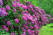 Lila Rhododendronsträucher 3