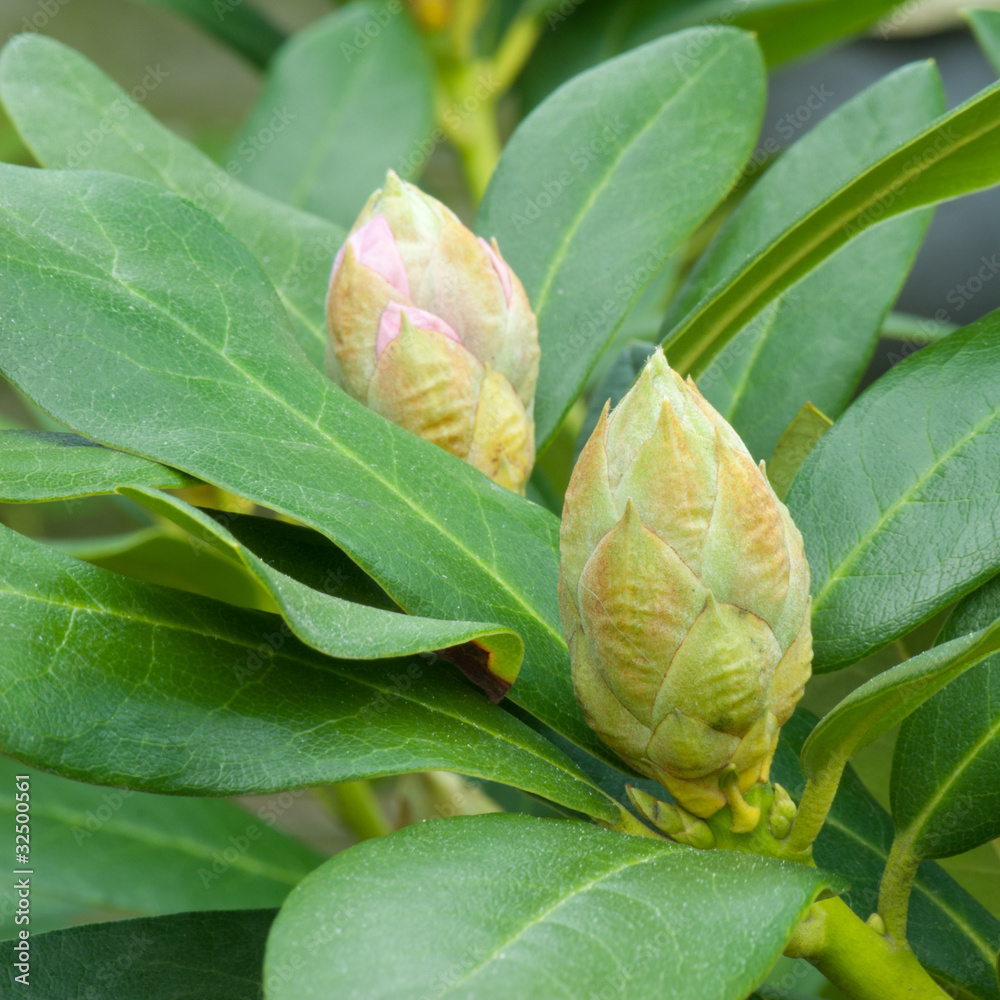 Stock-Foto Bltenknospen eines Rhododendron im Frhling | Adobe Stock