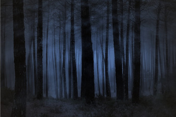 Poster - foggy forest