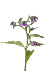 Sticker - Twig of purple flowering comfrey