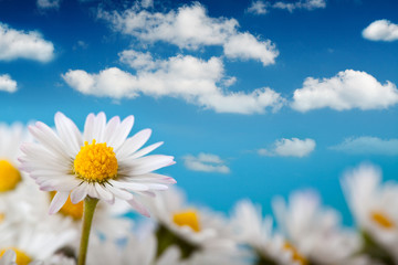 Beautiful daisy and blue sky