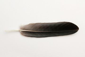 feather