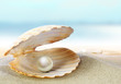 canvas print picture - Shell with a pearl