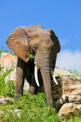 African elephant in the Tarangire National Park, Tanzania