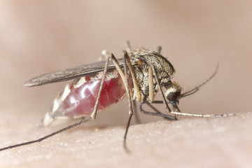 Canvas Print - Mosquito sucking blood, extreme close-up with high magnification