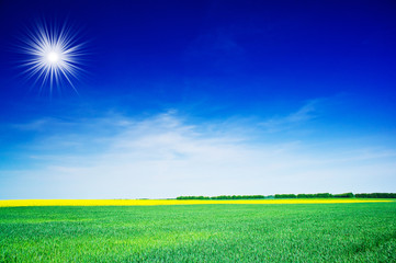 Wall Mural - Small wheat , beautiful colza  and blue sky with sun.