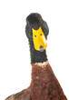 portrait duck
