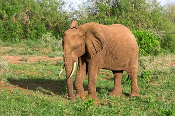 African elephant in Lake Manyara National Park, Tanzania