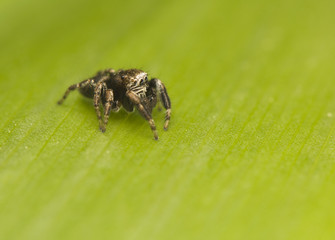 Canvas Print - Jump spider - Evarcha