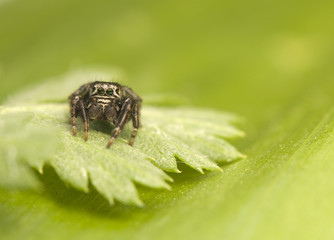 Canvas Print - Jump spider - Evarcha