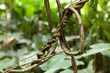 curling liana in tropical rainforest