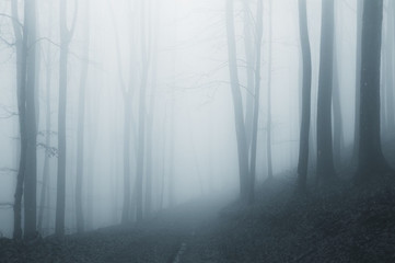 Wall Mural - misty forest after rain
