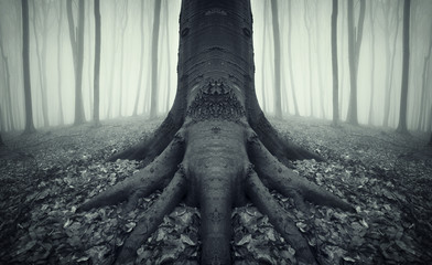 Wall Mural - tree with strong roots in a forest after rain