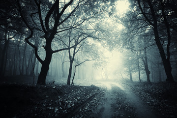 Wall Mural - path through a dark forest