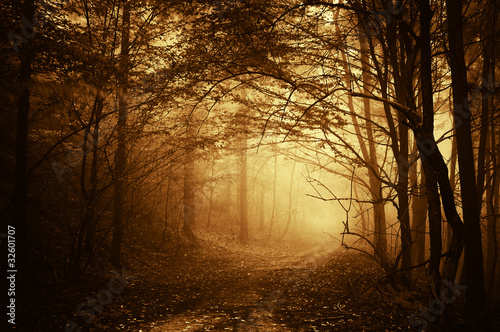 Naklejka dekoracyjna warm light falling on a road in a dark forest in autumn