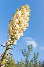 Our Lord's Candle, Yucca, Hesperoyucca Whipplei