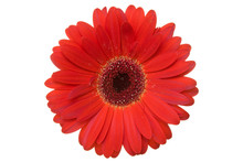 Red Gerbera Isolated On A White Background .