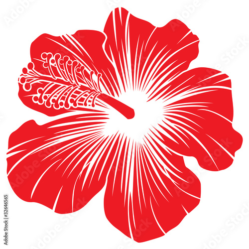 Hibiscus flower Buy this stock vector  and explore 