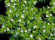 Japanische Myrte - Cuphea hyssopifolia