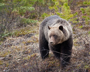 Sticker - Grizzly Bear