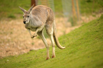 Australian Red Kangaroo